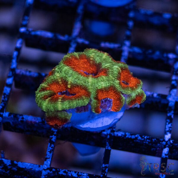 TRSC Premium Acan A08