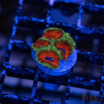 TRSC Premium Acan A09