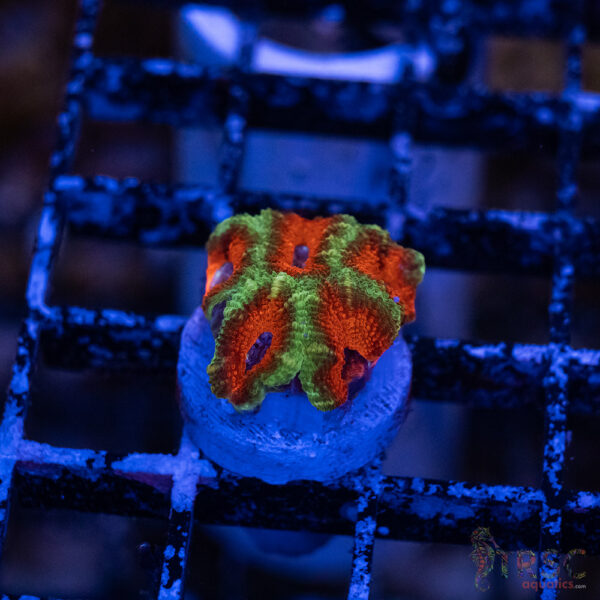 TRSC Premium Acan A10