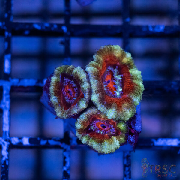 TRSC Premium Acan B01