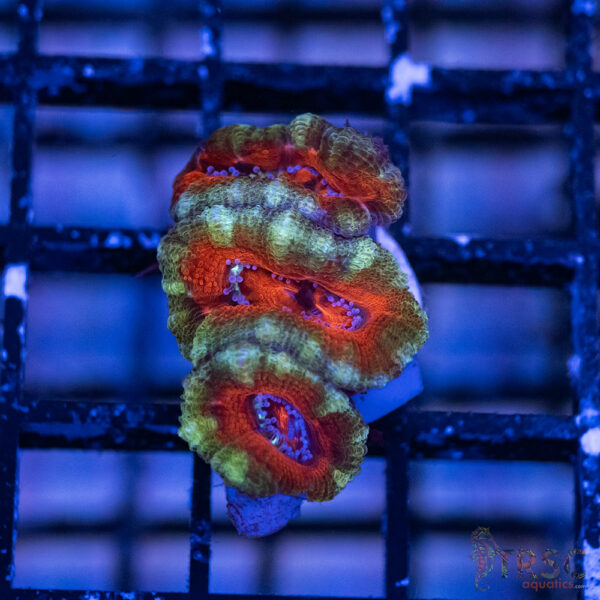 TRSC Premium Acan B02