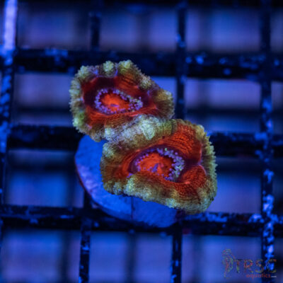 TRSC Premium Acan B03