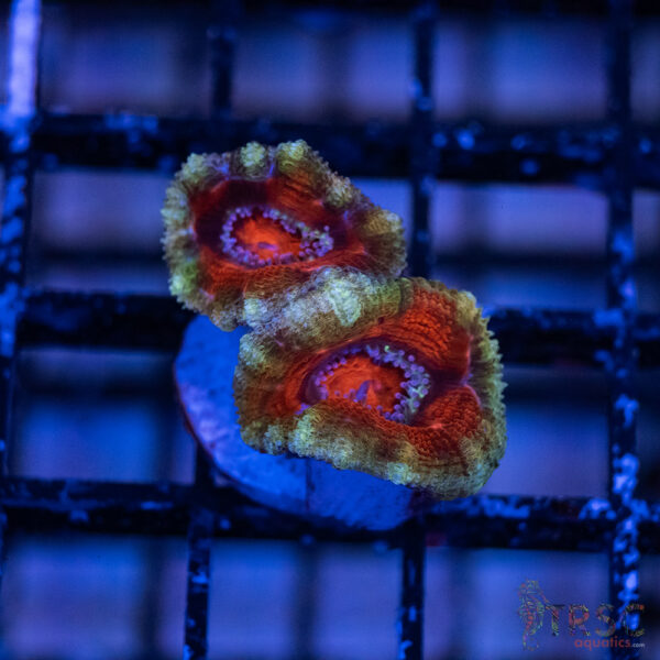 TRSC Premium Acan B03