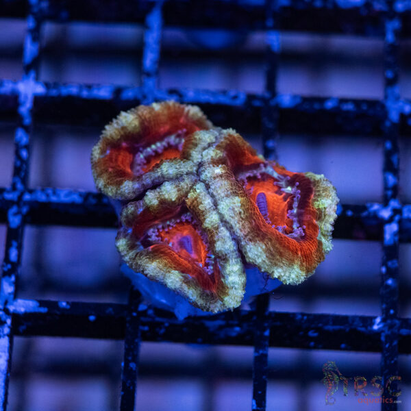 TRSC Premium Acan B04