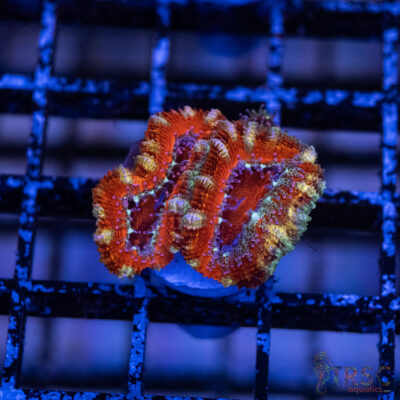 TRSC Premium Acan B05
