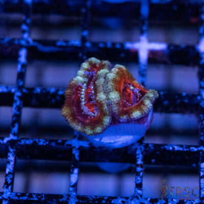 TRSC Premium Acan B06
