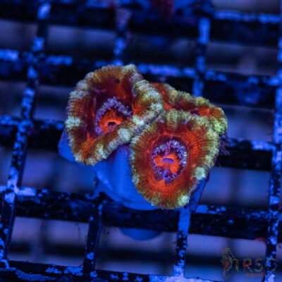 TRSC Premium Acan B07