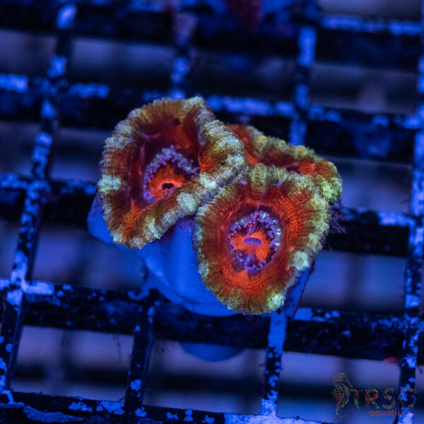 TRSC Premium Acan B07
