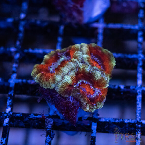 TRSC Premium Acan B08