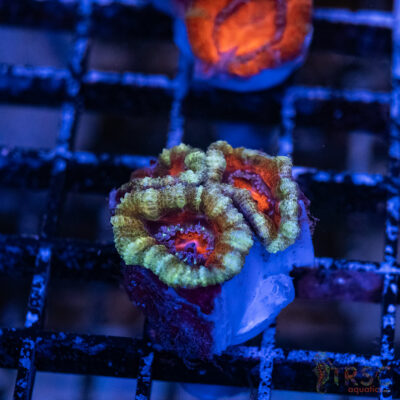 TRSC Premium Acan B09