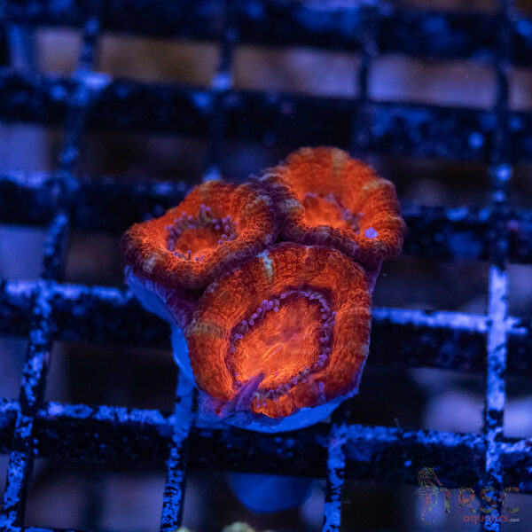 TRSC Premium Acan B10