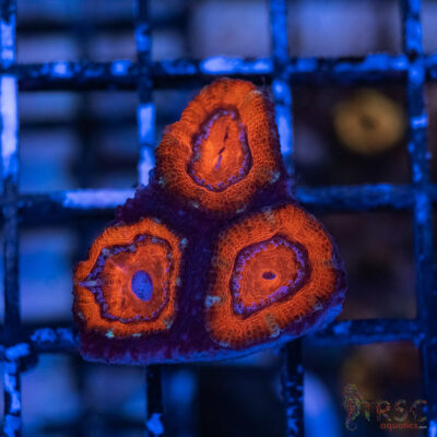 TRSC Premium Acan C01