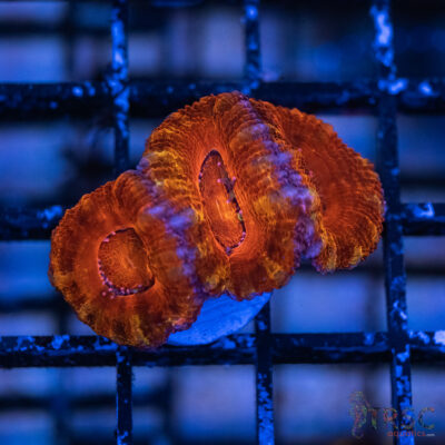 TRSC Premium Acan C02