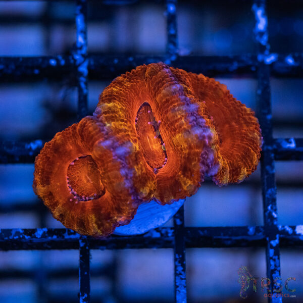 TRSC Premium Acan C02