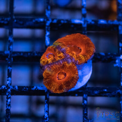 TRSC Premium Acan C03