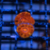 TRSC Premium Acan C04 2 UTS072025 ACAN C04