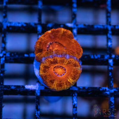 TRSC Premium Acan C04