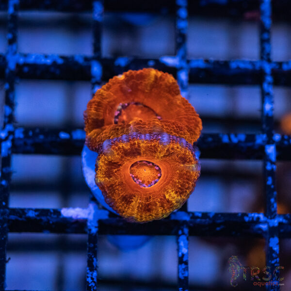 TRSC Premium Acan C04