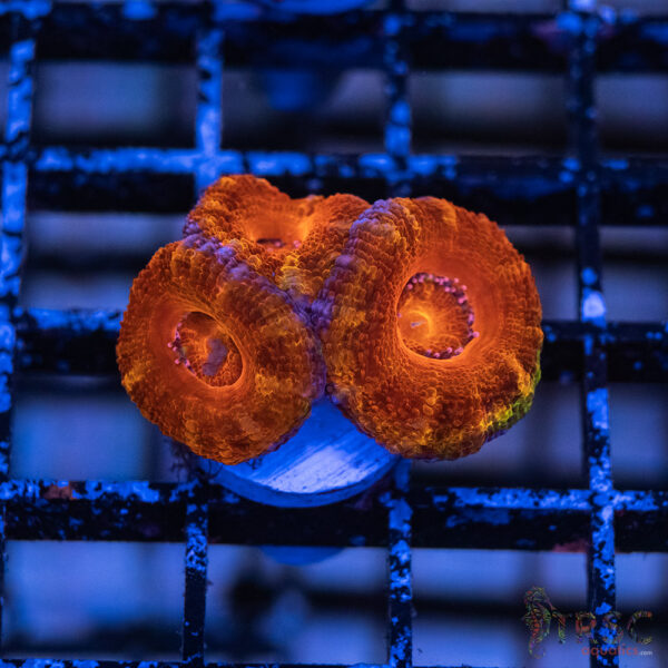 TRSC Premium Acan C05