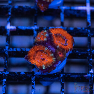 TRSC Premium Acan C06