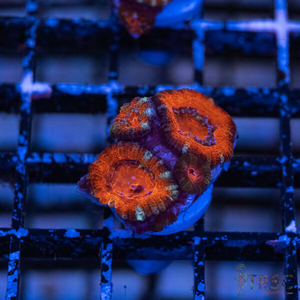 TRSC Premium Acan C06