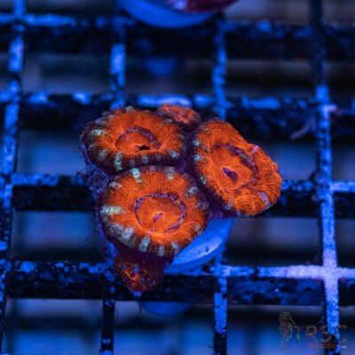 TRSC Premium Acan C07