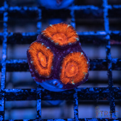 TRSC Premium Acan C08