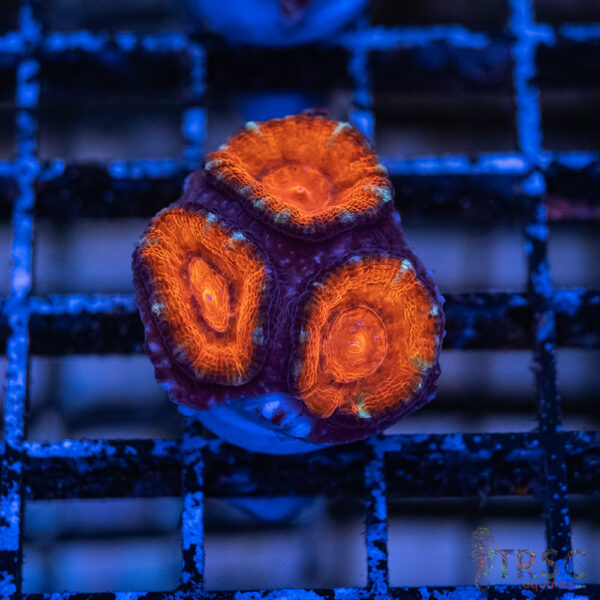 TRSC Premium Acan C08