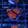 TRSC Premium Acan C09 2 UTS072025 ACAN C09