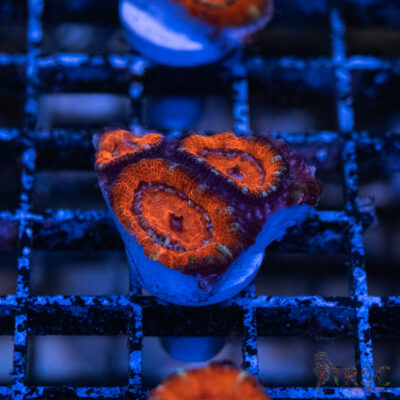 TRSC Premium Acan C09