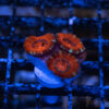 TRSC Premium Acan C10 2 UTS072025 ACAN C10