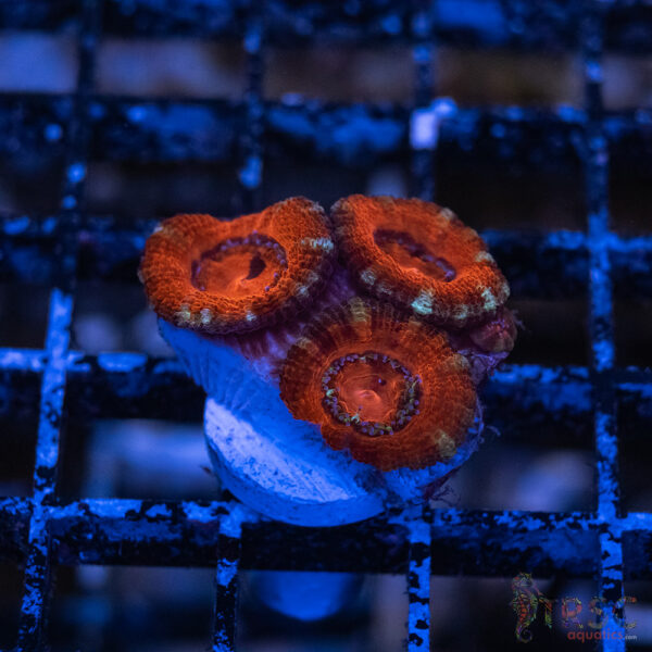 TRSC Premium Acan C10