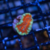 TRSC Premium Acan D01