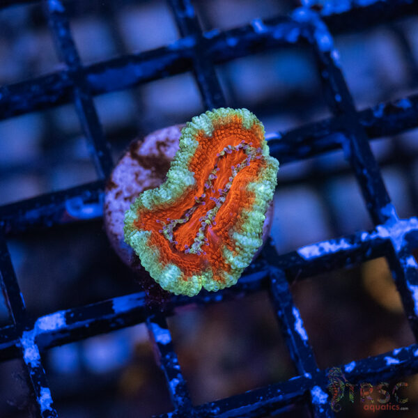 TRSC Premium Acan D01