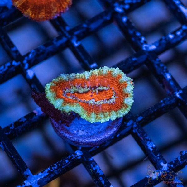 TRSC Premium Acan D02