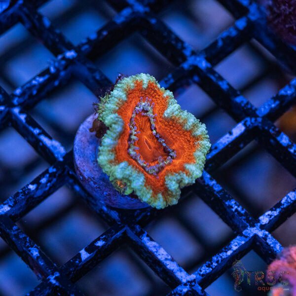 TRSC Premium Acan D03