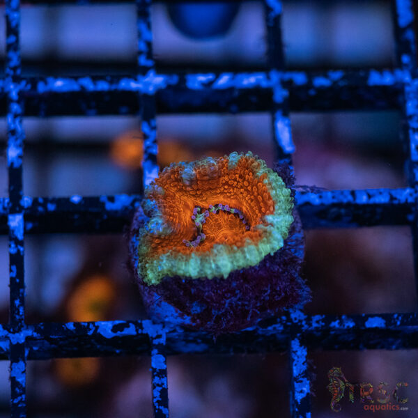 TRSC Premium Acan D04