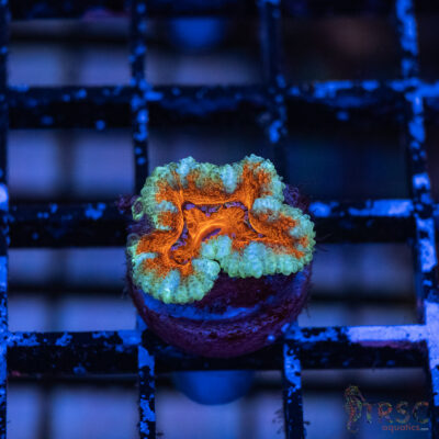 TRSC Premium Acan D05