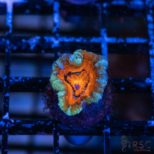 TRSC Premium Acan D06