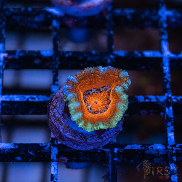 TRSC Premium Acan D07
