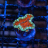 TRSC Premium Acan D08 1 UTS072025 ACAN D08