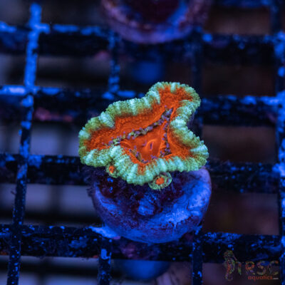TRSC Premium Acan D08