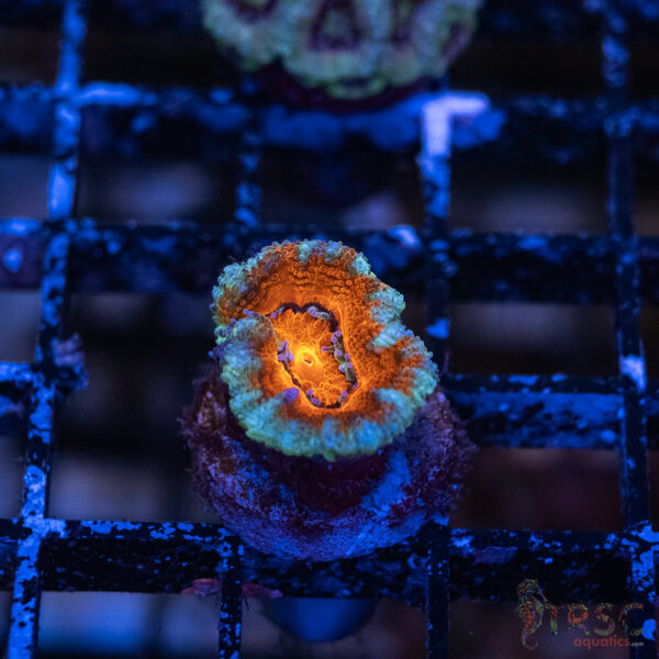 TRSC Premium Acan D09