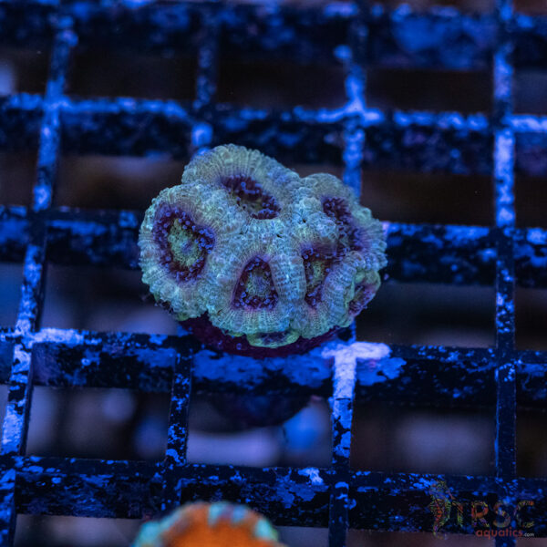 TRSC Premium Acan D10