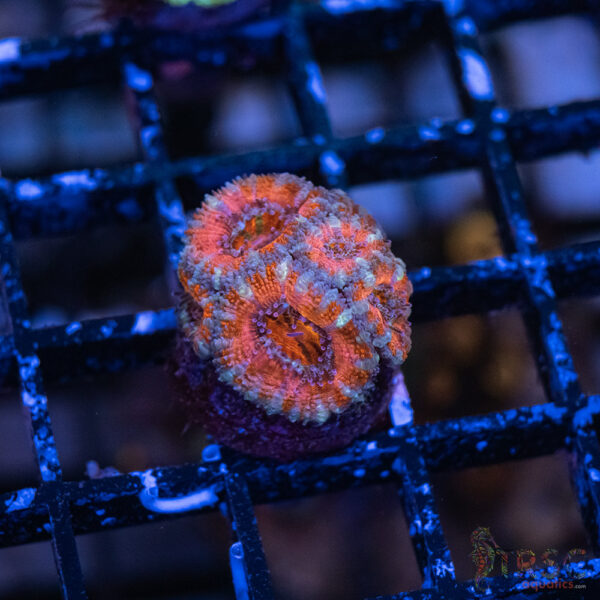 TRSC Premium Acan E01