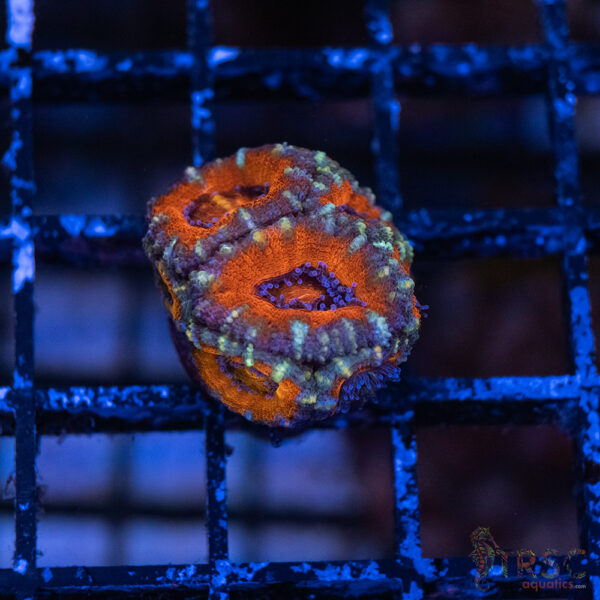 TRSC Premium Acan E02