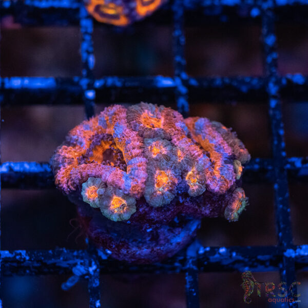 TRSC Premium Acan E03