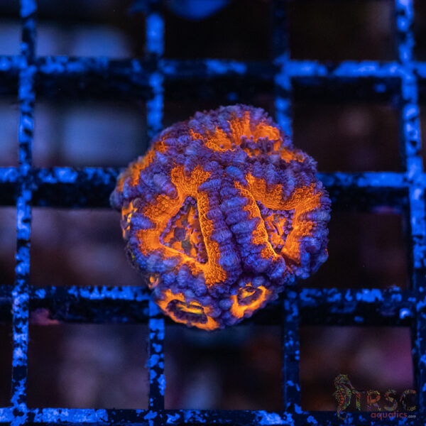 TRSC Premium Acan E04