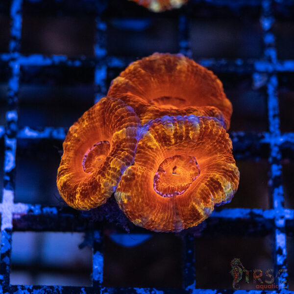 TRSC Premium Acan E05