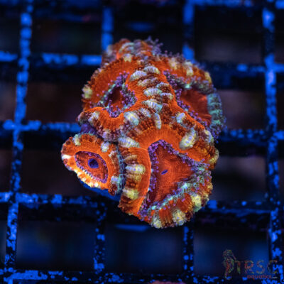 TRSC Premium Acan E06